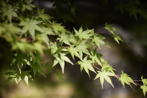 妙心寺塔頭桂春院
